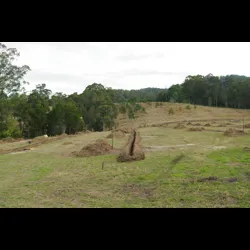 Pecan-Orchard.jpg