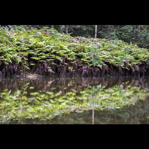 MC-2018-003-Fern-Reflection_37.jpg