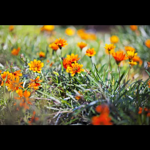 MC-2018-173-Flowers.jpg
